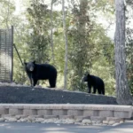 A bride and groom with bears digitally added beside them in a wedding photo