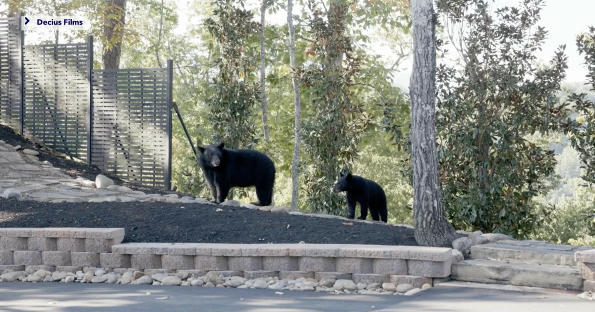 Bears Interrupt Fort Myers Couple’s Tennessee Wedding Before Vendor Captured the Wild Moment on Video and Later Added Them Digitally to Photos
