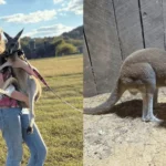 A missing kangaroo named Ollie with a purple leash and collar