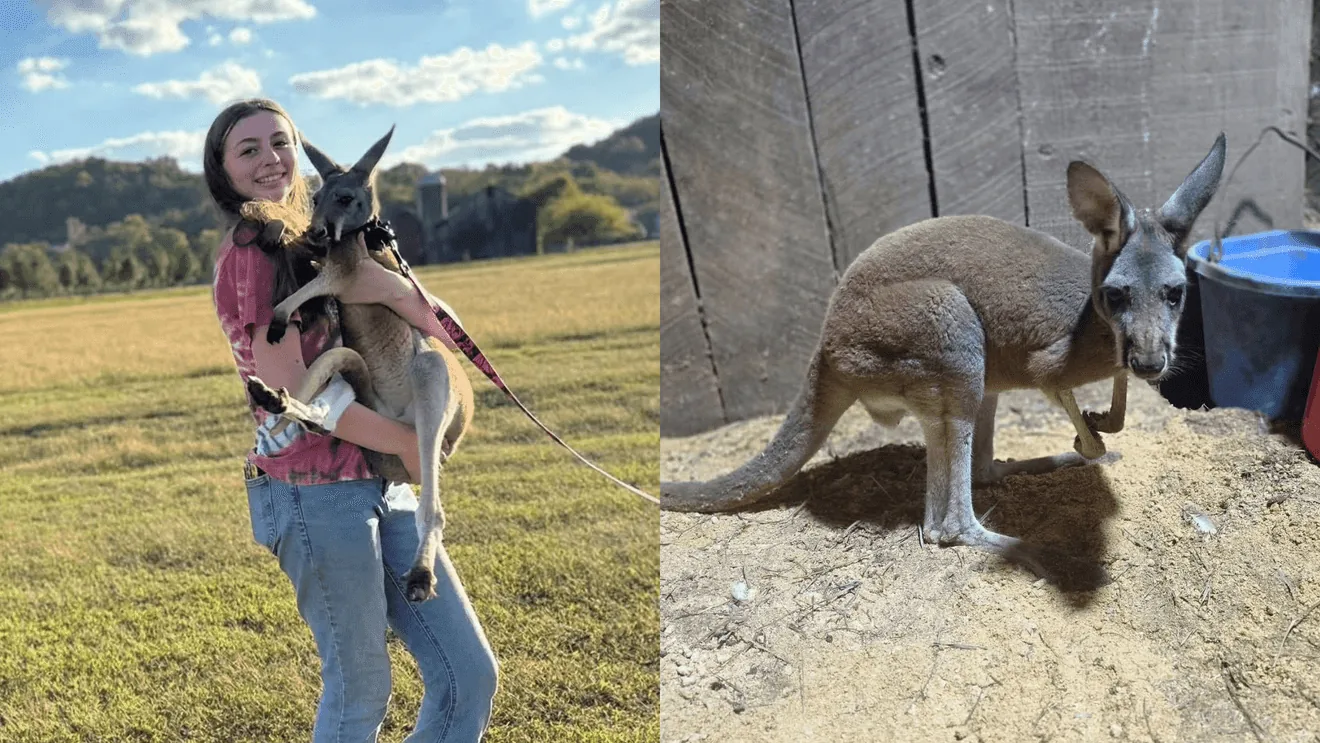 A missing kangaroo named Ollie with a purple leash and collar